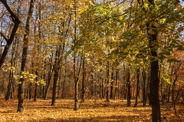Осенний Лес Лучами Теплого Света Освещающими Золотую Листву Тропинку Ведущую — стоковое фото