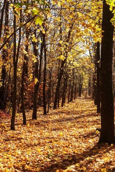 Bosque Otoñal Con Rayos Luz Cálida Que Iluminan Follaje Dorado —  Fotos de Stock