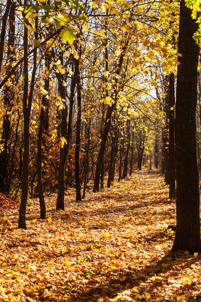 Autumn forest with rays of warm light illuminating the golden foliage and footpath leading to the scene. Magnificent autumn scene in a colorful forest. Concept of beauty of the nature. Autumn calendar