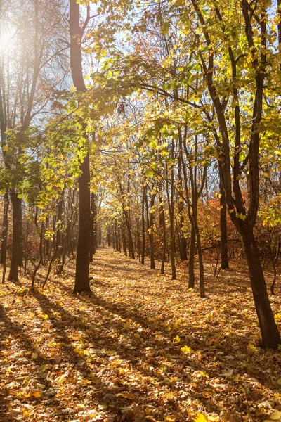 Bosque Otoñal Con Rayos Luz Cálida Que Iluminan Follaje Dorado —  Fotos de Stock