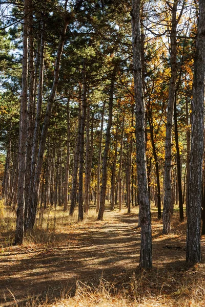 Forêt Automne Avec Des Rayons Lumière Chaude Illuminant Feuillage Doré — Photo