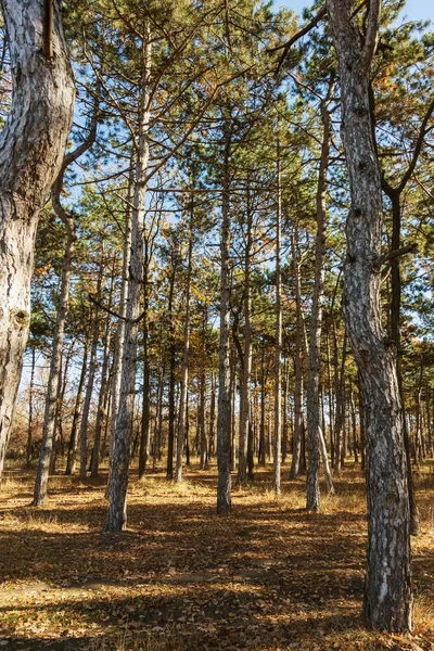 秋天的森林与温暖的光线照亮金色的树叶和通往现场的小径 华丽的秋天场景在五颜六色的森林 自然之美的概念 秋季历法 — 图库照片