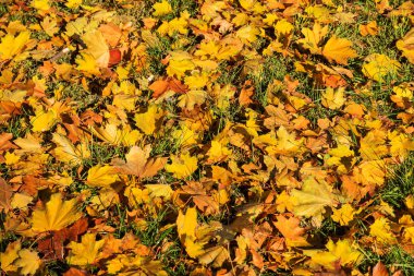Sarı ağaçlar ve güneşli güzel sonbahar manzarası. Parkta renkli yapraklar var. Düşen yapraklar doğal arkaplan