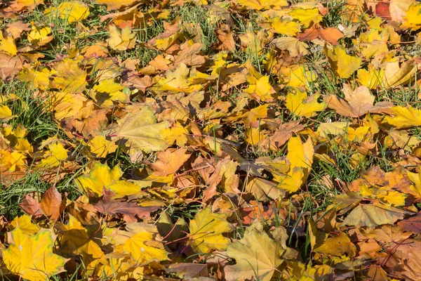 Beautiful Autumn Landscape Yellow Trees Sun Colorful Foliage Park Falling — Stock Photo, Image