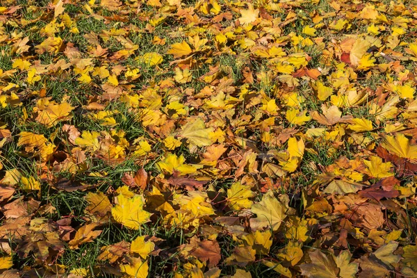 Beautiful Autumn Landscape Yellow Trees Sun Colorful Foliage Park Falling — Stock Photo, Image