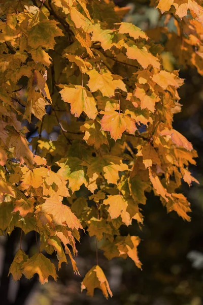 Prachtig Herfstlandschap Met Gele Bomen Zon Kleurrijk Blad Het Park — Stockfoto