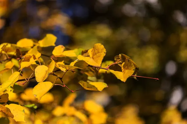 Hermoso Paisaje Otoñal Con Árboles Amarillos Sol Colorido Follaje Parque —  Fotos de Stock