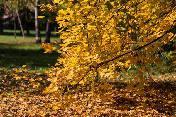 Prachtig Herfstlandschap Met Gele Bomen Zon Kleurrijk Blad Het Park — Stockfoto