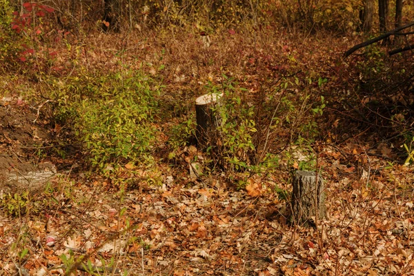 カレンダー ポストカード ポスターのための背景として創造的な異常な秋の風景古い鋸明るいマルチカラー葉の間で秋の森の切り株 森で美しい黄金の秋の風景 — ストック写真