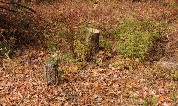 カレンダー ポストカード ポスターのための背景として創造的な異常な秋の風景古い鋸明るいマルチカラー葉の間で秋の森の切り株 森で美しい黄金の秋の風景 — ストック写真