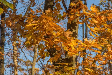 Sarı ağaçlar ve güneşli güzel sonbahar manzarası. Parkta renkli yapraklar var. Düşen yapraklar doğal arkaplan