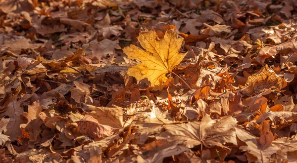 Beautiful Autumn Landscape Yellow Trees Sun Colorful Foliage Park Falling — Stock Photo, Image