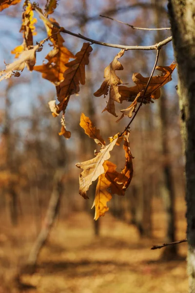 Prachtig Herfstlandschap Met Gele Bomen Zon Kleurrijk Blad Het Park — Stockfoto