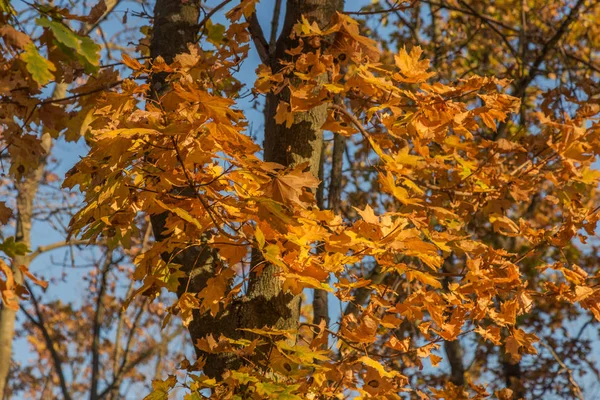 Prachtig Herfstlandschap Met Gele Bomen Zon Kleurrijk Blad Het Park — Stockfoto