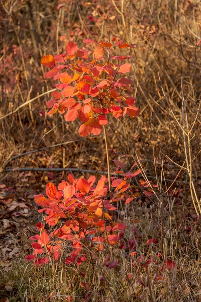 Schöne Herbstlandschaft Mit Gelben Bäumen Und Sonne Buntes Laub Park — Stockfoto