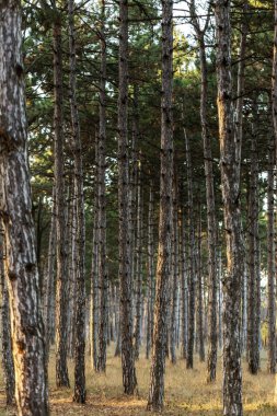 Resim için Takvim çam ormanı. Sonbahar çam ormanı ağaçların gövdeleri. Sonbahar orman manzara kartpostal poster için takvim. Çam ağaçları günbatımı güneş ışığında gövdeleri
