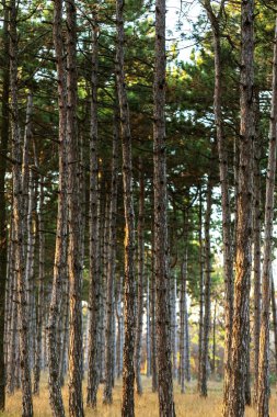 Resim için Takvim çam ormanı. Sonbahar çam ormanı ağaçların gövdeleri. Sonbahar orman manzara kartpostal poster için takvim. Çam ağaçları günbatımı güneş ışığında gövdeleri
