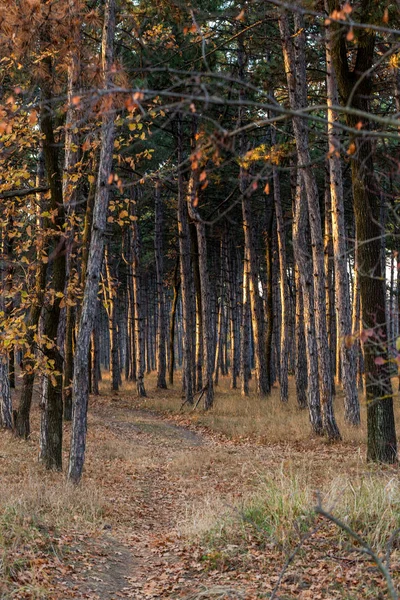 カレンダー松林の写真 秋のマツ森の木の幹 秋の森林景観カレンダーはがきポスター 太陽の日没の光でモミの木のトランク — ストック写真