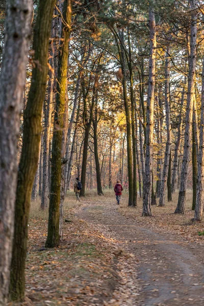 Photo Pour Forêt Pins Calendrier Des Troncs Arbres Dans Pinède — Photo