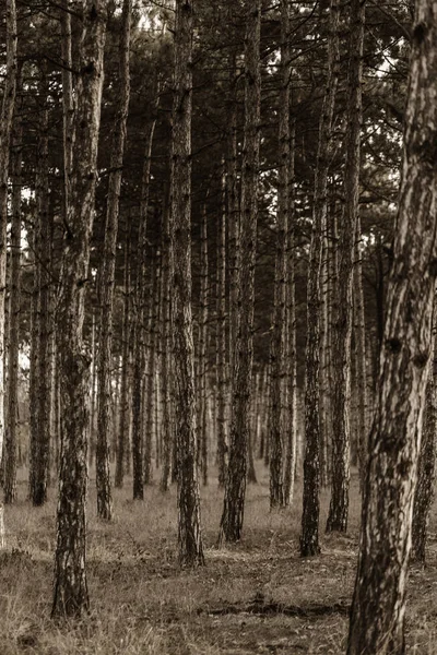 Photo Pour Forêt Pins Calendrier Des Troncs Arbres Dans Pinède — Photo