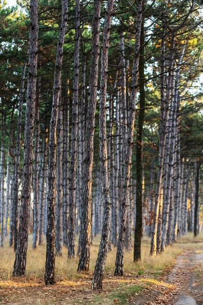 Imagen Para Calendario Bosque Pinos Troncos Árboles Bosque Pinos Otoño — Foto de Stock