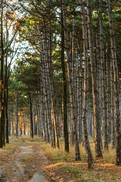 Picture Calendar Pine Forest Trunks Trees Autumn Pine Forest Autumn — Stock Photo, Image