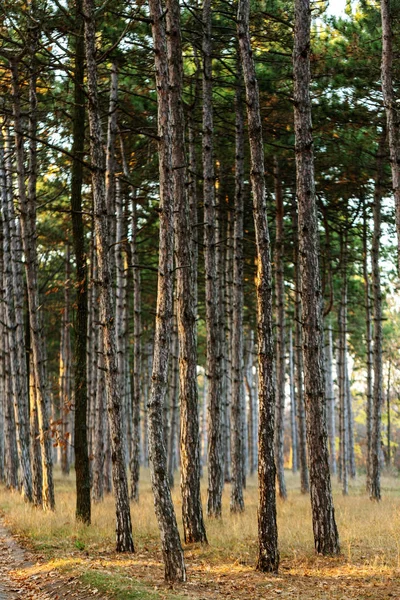 Зображення Календаря Соснового Лісу Стовбури Дерев Осінньому Сосновому Лісі Осінній — стокове фото