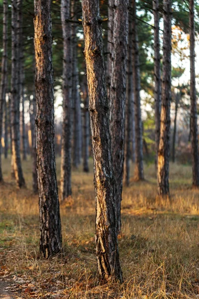 Photo Pour Forêt Pins Calendrier Des Troncs Arbres Dans Pinède — Photo