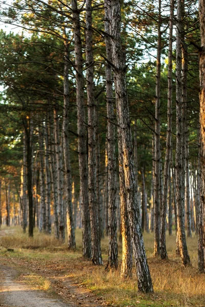 Photo Pour Forêt Pins Calendrier Des Troncs Arbres Dans Pinède — Photo