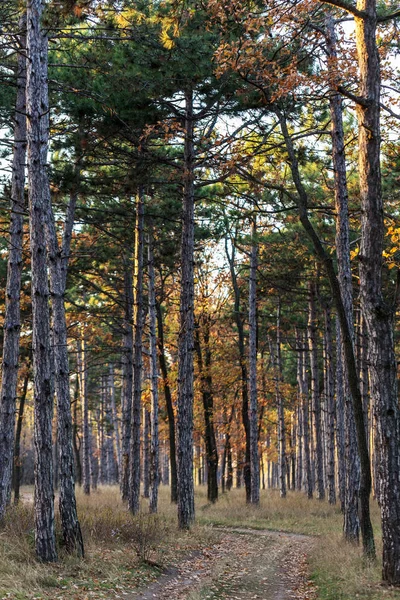 カレンダー松林の写真 秋のマツ森の木の幹 秋の森林景観カレンダーはがきポスター 太陽の日没の光でモミの木のトランク — ストック写真