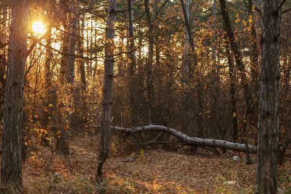 Resim Için Takvim Çam Ormanı Sonbahar Çam Ormanı Ağaçların Gövdeleri — Stok fotoğraf