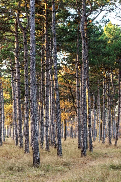 Зображення Календаря Соснового Лісу Стовбури Дерев Осінньому Сосновому Лісі Осінній — стокове фото