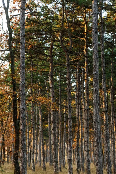 Resim Için Takvim Çam Ormanı Sonbahar Çam Ormanı Ağaçların Gövdeleri — Stok fotoğraf