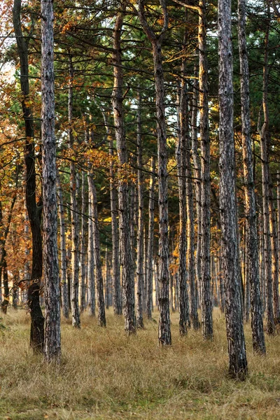 Imagen Para Calendario Bosque Pinos Troncos Árboles Bosque Pinos Otoño — Foto de Stock