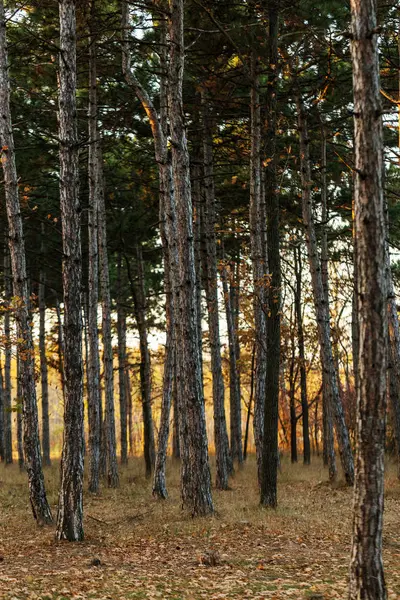 Kép Naptár Fenyves Erdőben Őszi Fenyves Erdőben Fák Törzsét Őszi — Stock Fotó