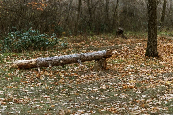 Resim Için Takvim Çam Ormanı Sonbahar Çam Ormanı Ağaçların Gövdeleri — Stok fotoğraf