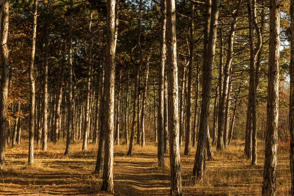 Resim Için Takvim Çam Ormanı Sonbahar Çam Ormanı Ağaçların Gövdeleri — Stok fotoğraf