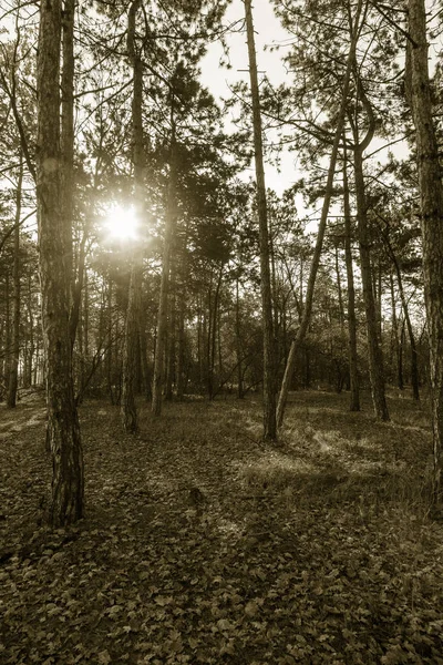 Photo Pour Forêt Pins Calendrier Des Troncs Arbres Dans Pinède — Photo