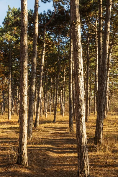 Resim Için Takvim Çam Ormanı Sonbahar Çam Ormanı Ağaçların Gövdeleri — Stok fotoğraf