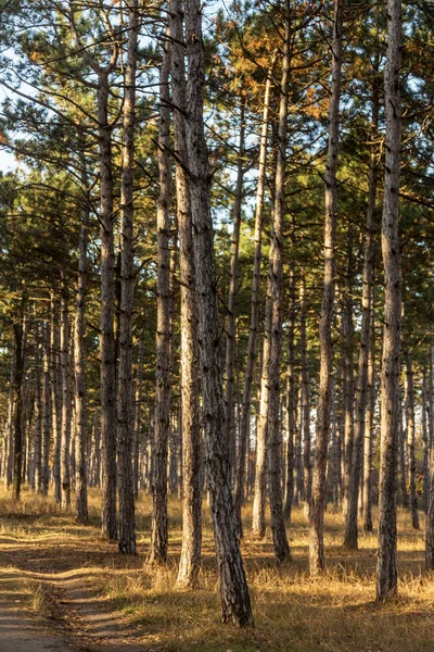 Imagen Para Calendario Bosque Pinos Troncos Árboles Bosque Pinos Otoño — Foto de Stock