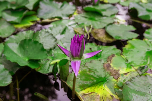 Lonely lotus flower, purple water lily in a pond. Beautiful view for postcard, calendar, poster - blue lotus grows in a pond