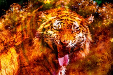 Bengal Sibirya kaplanı yanıyor fantastik portresi. Kaplan Çin takvimine, ateş. Kartpostal, geleneksel Çin yeni yılı, ateşli kırmızı kaplan yılı. Arka plan tebrik kartı mutlu yeni yıl