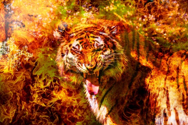 Bengal Sibirya kaplanı yanıyor fantastik portresi. Kaplan Çin takvimine, ateş. Kartpostal, geleneksel Çin yeni yılı, ateşli kırmızı kaplan yılı. Arka plan tebrik kartı mutlu yeni yıl