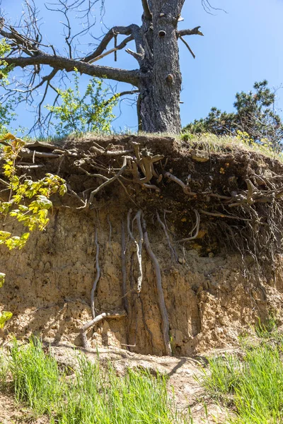 Raízes Árvore Bizarras Excepcionais Suspendem Precipício Uma Zona Escorregamento Terra — Fotografia de Stock