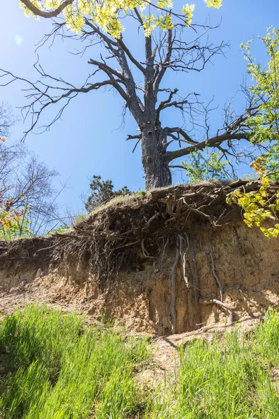 不寻常的奇怪的树根挂在山体滑坡区的悬崖上 树根加固了滑坡带的陡坡 地震塌陷后挂在空中 — 图库照片