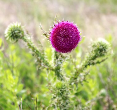 Tek boğa Thistle ve yetersiz odak arka plan ile doğal bir ortamda çiçeği.