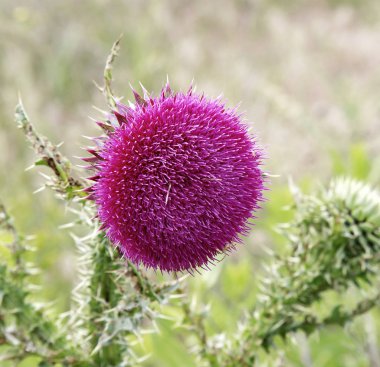 Tek boğa Thistle ve yetersiz odak arka plan ile doğal bir ortamda çiçeği.