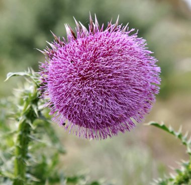 Tek boğa Thistle ve yetersiz odak arka plan ile doğal bir ortamda çiçeği.