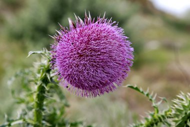 Tek boğa Thistle ve yetersiz odak arka plan ile doğal bir ortamda çiçeği.