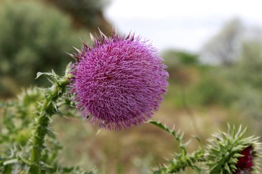 Tek boğa Thistle ve yetersiz odak arka plan ile doğal bir ortamda çiçeği.